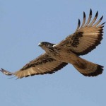 Profile picture of Hawk